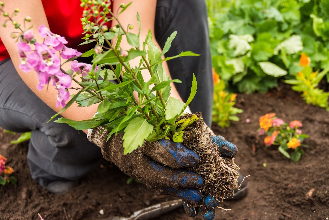 KIB Planting Day 